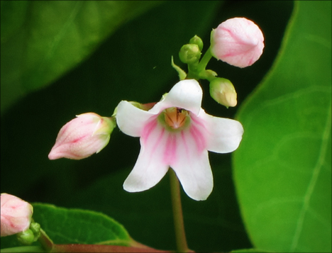 Adirondack Wildflowers: Spreading Dogbane near the Paul Smiths VIC building